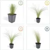 Stipa tenuissima 'Ponytails' 24 plantas 10-25cm Ø9cm Vista previa de la imagen del producto 5