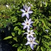 Clematis Misayo 2L Náhled obrázku produktu 3
