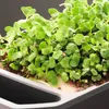 Gusta Garden HARRY HERBS samozavlažovací truhlík s víkem Náhled obrázku produktu 20