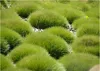 A close-up view of several mounds of green grass. Produktbild-Vorschau