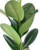 Gummibaum - pflegeleichte Zimmerpflanze, Ficus elastica Produktbild-Vorschau 2