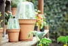 Two plant pots with clear covers on a wooden surface, with greenery in the background. Produktbild-Vorschau