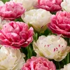 20er-Set Tulipa Double Pink, Tulpenzwiebeln, Wuchshöhe Produktbild-Vorschau 7