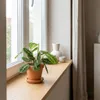 Maranta Lemon Lime, pianta ornamentale, pianta da interno, Anteprima dell’immagine prodotto 2