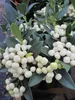 Skimmia japonica  Fructu Albo  - Japanische Fruchtskimmie  Produktbild-Vorschau 2