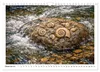 Verrückt nach Fossilien (Wandkalender 2027 DIN A4 quer), Produktbild-Vorschau 14