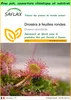 SAFLAX Garden to go - Droséra à feuilles rondes - 50 Voir les images du produit 1