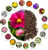 2x Saatteppich Blumensamen Balkonkasten Mischung - Produktbild-Vorschau 2