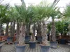 XXXXL 210 - 230 cm Trachycarpus fortunei Hanfpalme, Produktbild-Vorschau 6