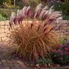 Stauden Gänge 1 x Miscanthus sinensis 'Rotsilber' - Rotes Produktbild-Vorschau 8