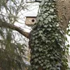 Maison des écureuils Voir les images du produit 18