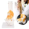 Anatomický model kostry v měřítku 1:1 v životní velikosti Náhled obrázku produktu 12