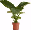 Bloomique - Alocasia Gageana California - Elephant Ear - Podgląd zdjęcia produktu 1