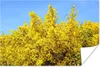 MuchoWow® Poster Blühender Ginster mit blauem Himmel 30x20 Produktbild-Vorschau 1