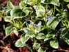 Stauden Gänge 3 x Brunnera macrophylla 'Variegata‘ - Produktbild-Vorschau 5