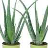 2er-Set Echte Aloe - pflegeleichte Zimmerpflanze, Aloe vera Produktbild-Vorschau 5