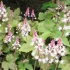 6 x Herzblättrige Schaumblütte  - Tiarella cordifolia Produktbild-Vorschau 2