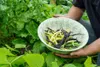 Haricots, mélange de différentes variétés, gousses de Voir les images du produit 4