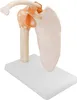 Anatomie Model kostry Model lidského ramene Anatomie v Náhled obrázku produktu 3