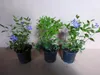 50 Stück, Topf 9cm, Bodendecker Vinca minor Produktbild-Vorschau 2
