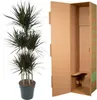 Dračí strom - Dracaena marginata "Magenta" - Karafiát - Náhled obrázku produktu 3