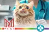 A close-up of a ginger cat's face with a veterinarian in the background. There are logos and text at the bottom of the image. Podgląd zdjęcia produktu