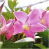Plants by Frank | 6 Dipladenia Pink Pflanzen | Mandevilla | Produktbild-Vorschau 3