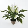 Spathiphyllum - Vert, Blanc Voir les images du produit 10