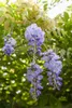 Wisteria sinensis, Chinesischer Blauregen, 40–60 cm Produktbild-Vorschau 4