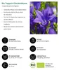 Dehner Bio Stauden-Set Großer Alpengarten, 8 verschiedene Produktbild-Vorschau 7