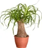 Dehner Elefantenfuß, Beaucarnea recurvata, einstämmig, ca. Produktbild-Vorschau 1