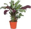 Plante Dormeuse - Ctenanthe 'burle-marxii' - Hauteur Voir les images du produit 1