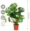 Monstera Deliciosa, Fensterblatt, Zimmerpflanze, 70-80 cm, Produktbild-Vorschau 7