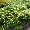 2 x  Gelbbunte Geißschlinge  - Lonicera japonica 'Halliana' Produktbild-Vorschau 2