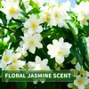 Kitama Aroma Massageöl Jasmin 5-Liter 5L I Pflegendes Produktbild-Vorschau 3