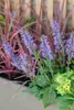Salvia pratensis, Wiesensalbei, violett, ca. 9x9 cm Topf Produktbild-Vorschau 7