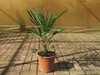 Sonderposten Chinesische Hanfpalme 70-100 cm  Trachycarpus Produktbild-Vorschau 3