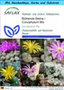 SAFLAX Geschenk Set - Blühende Steine / Conophytum Mix - Produktbild-Vorschau 1