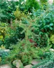 Larix kaempferi, Japanische Lärche, 80–100 cm Produktbild-Vorschau 12