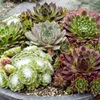 Green boutiQ - 6x Sempervivum Big Sam - Hauswurz Big Sam - Produktbild-Vorschau 5