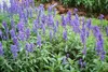 SAFLAX  -- Salvia - 60 semi - Con substrato - Salvia Anteprima dell’immagine prodotto 8