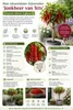 Rote Johannisbeere Ribes rubrum 'Jonkheer van Tets' 100-120 Produktbild-Vorschau 2