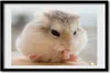 Bild 60x40 MDF-Rahmen, Wandkunst Hamster Produktbild-Vorschau 1