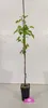 Pyrus communis 'Conference', Birnbaum, 1,5 litri-Topf Anteprima dell’immagine prodotto 2