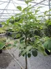 Kakibaum Vaniglia - Sharonfrüchte - Kaki Diospyros Vaniglia Produktbild-Vorschau 2