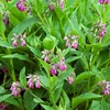 6 plantas de Consuelda roja (Symphytum rubrum) | Maceta de Vista previa de la imagen del producto 2