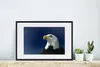 MuchoWow® MuchoWow® Gerahmtes Poster Ein Weißkopfseeadler Produktbild-Vorschau 4