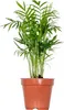 Bloomique - Chamaedorea Elegans - Bergpalme - Produktbild-Vorschau 1