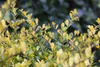 Ilex crenata 'Golden Gem', Japanische Stechpalme, goldgelb, Produktbild-Vorschau 7