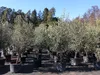 8x Olivenbaum Olive "20 Jahre" 180 - 220 cm, beste Produktbild-Vorschau 3